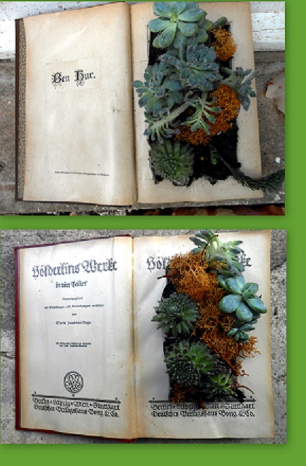 2 livres succulents